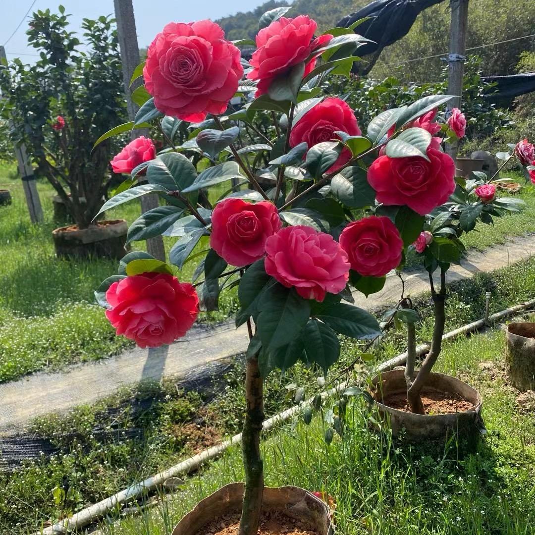 鸿飞花卉