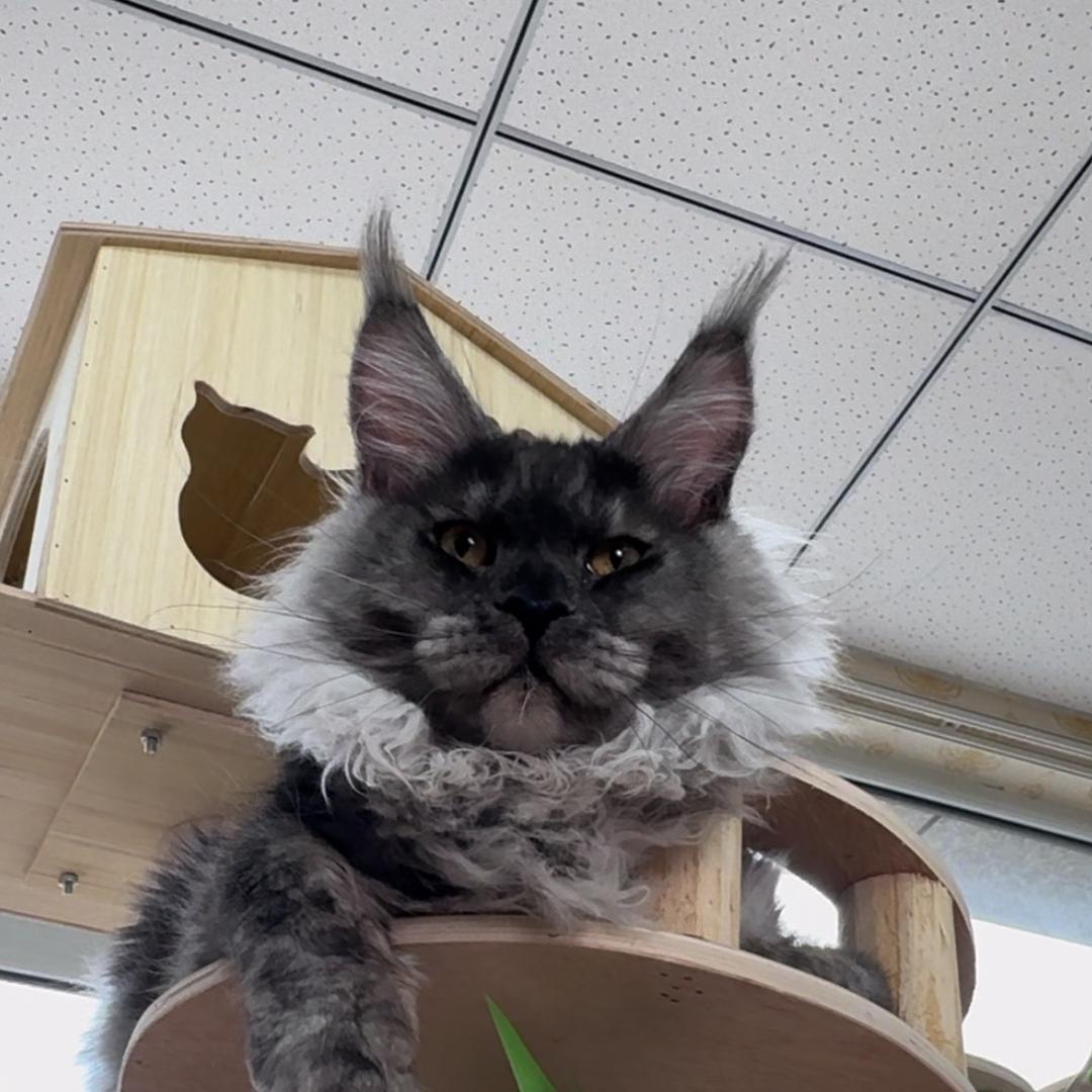 叁号缅因猫