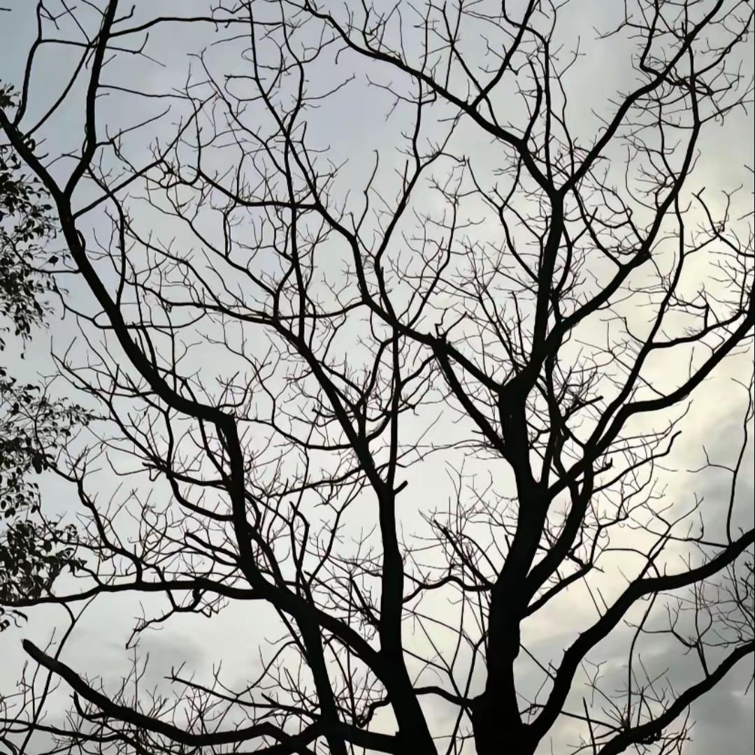 卖奇瑞汽车的