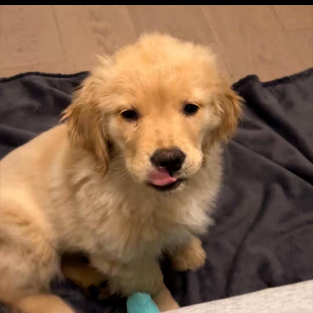 小狗🐶