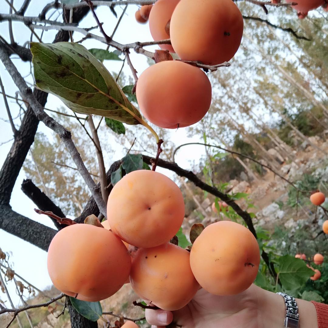 樾来越好