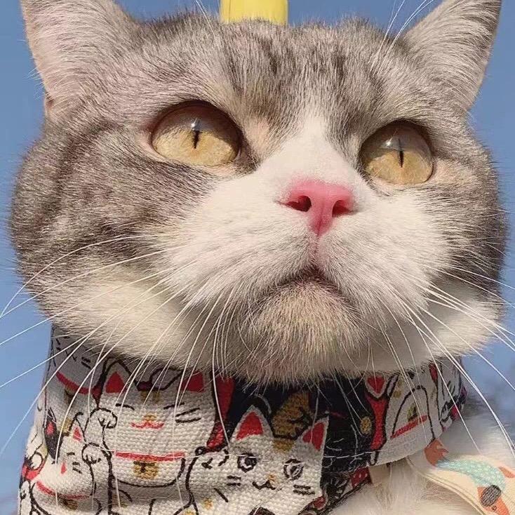 石门🇨🇳宝哥