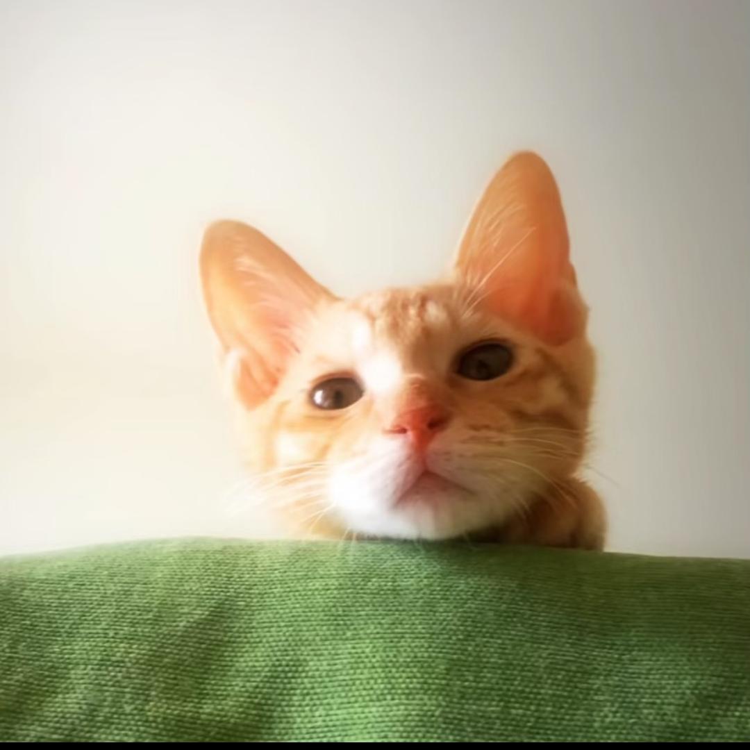 蜡笔小x
