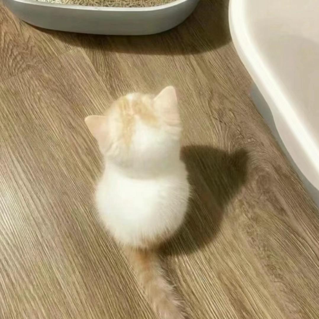 只会比耶£