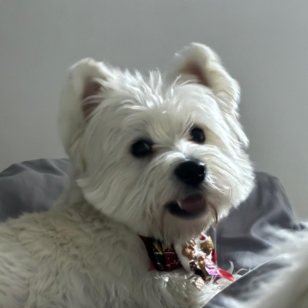 派大星的朋友圈🫧