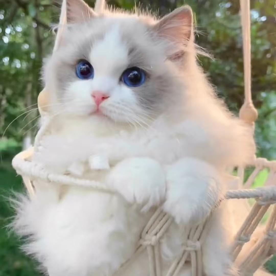 喵了个咪宠物猫舍