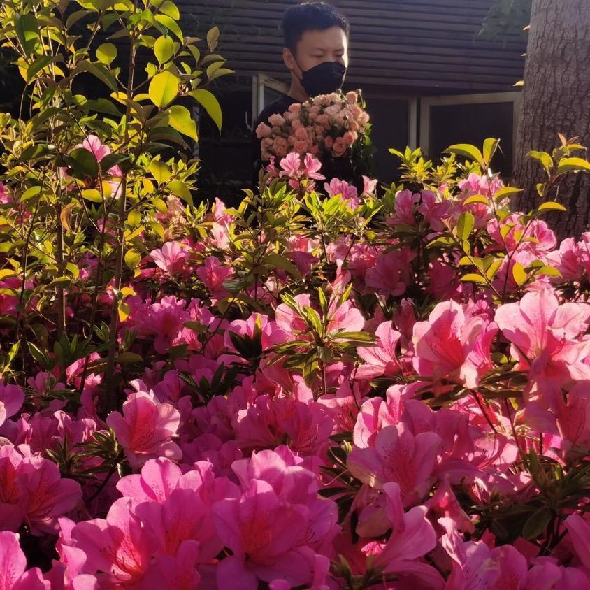 一诺 鲜花