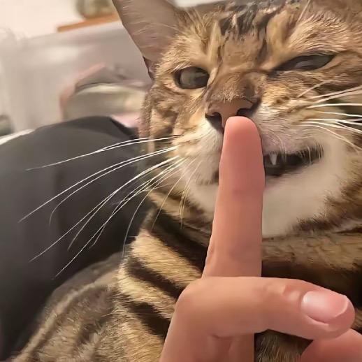 泪了