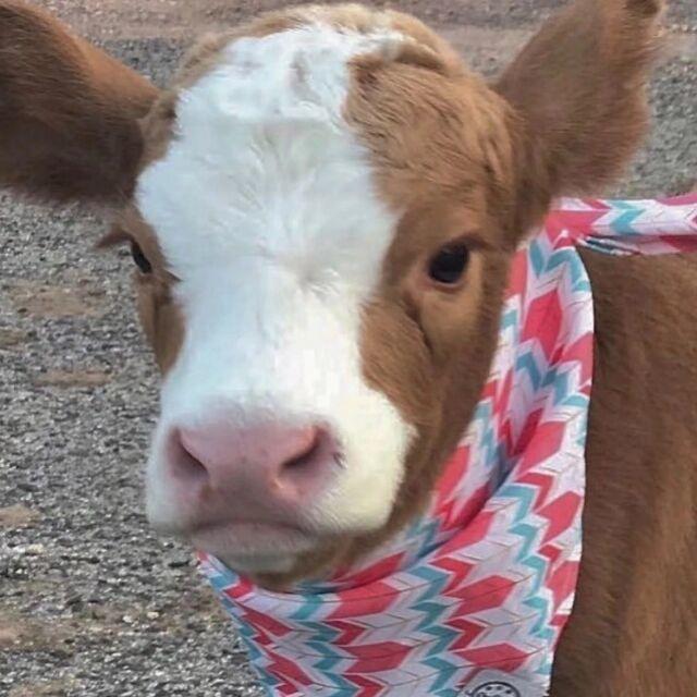 超级无敌无赖霹雳霸王龙恶霸o