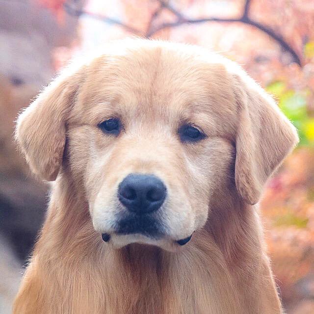 凯子哥
