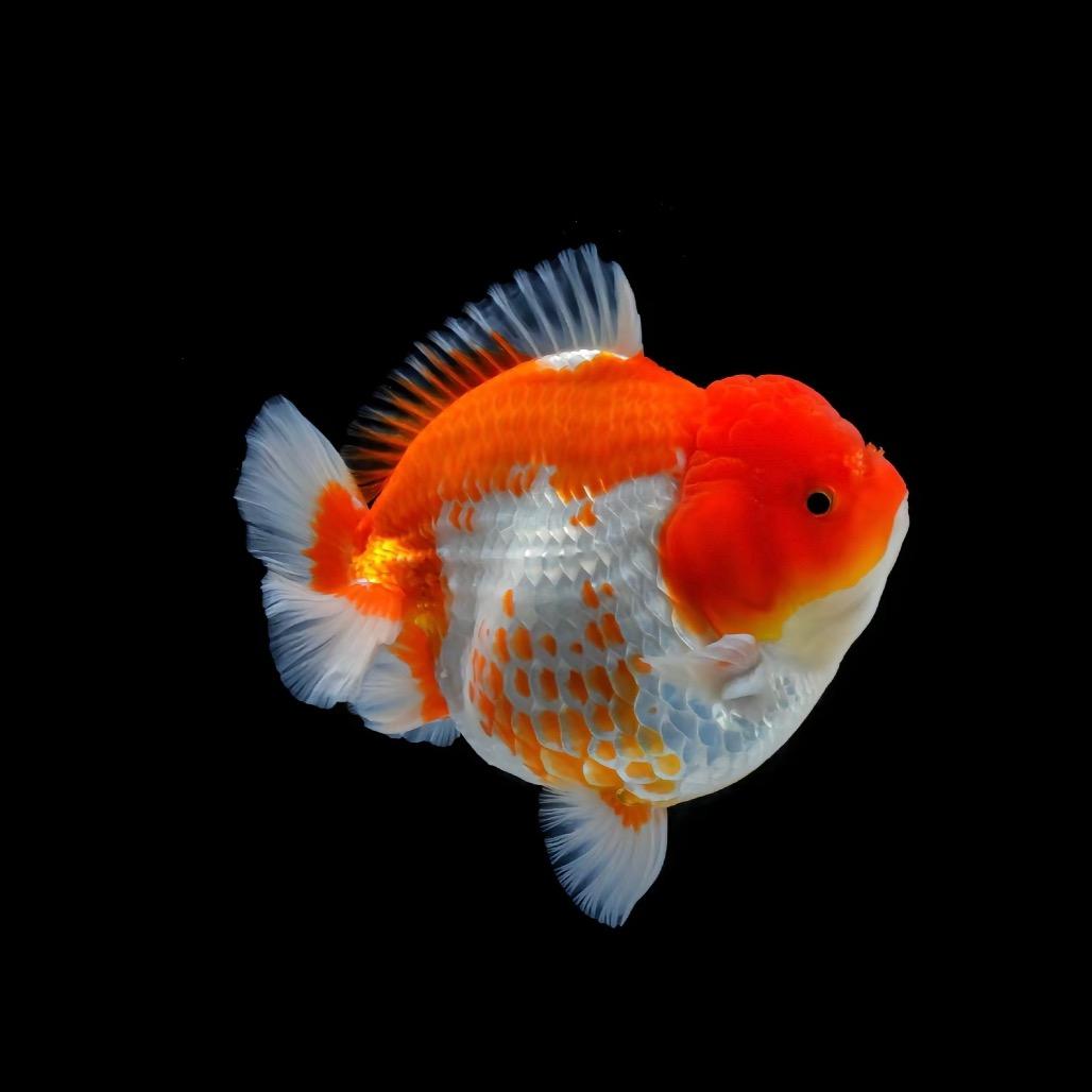 小鱼吐泡泡🐟