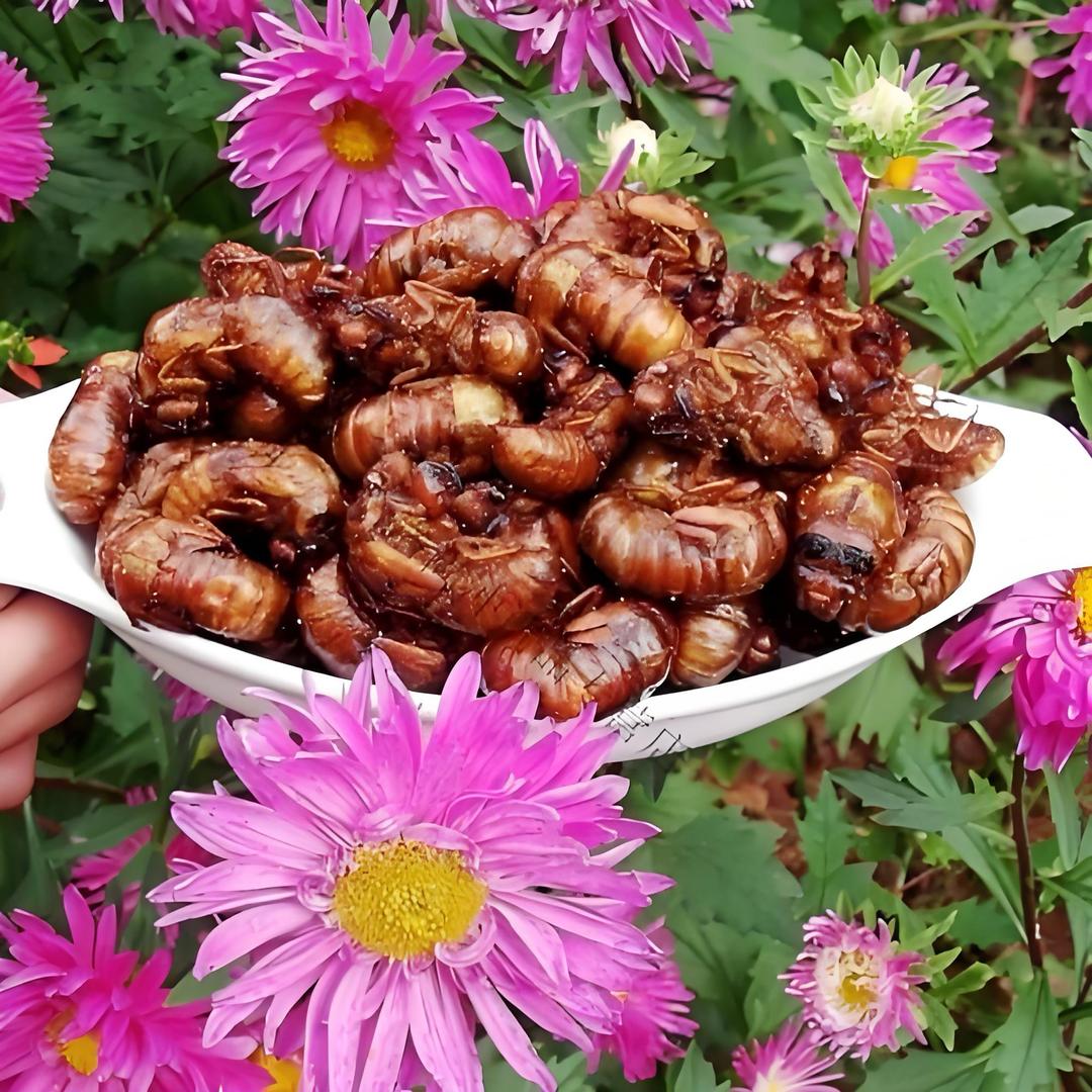 蝉鸣家庭农场金蝉养殖基地