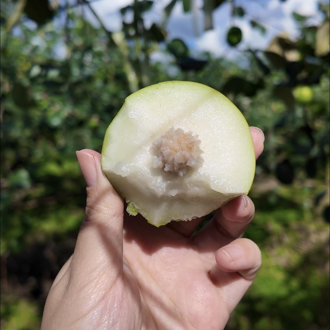 临海涌泉蜜橘生态农场