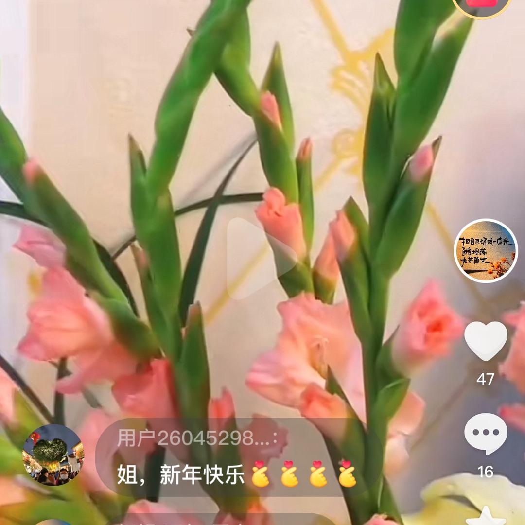 杠姐