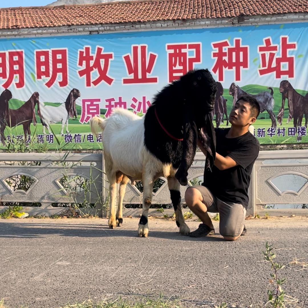 明明牧业