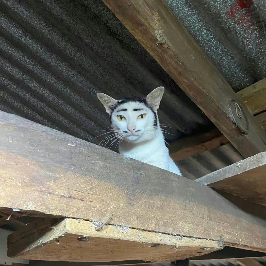 马儿