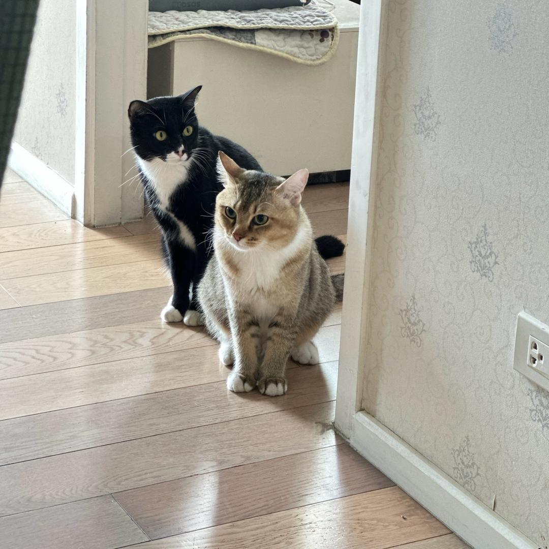 🐱猫眼看世界🪳