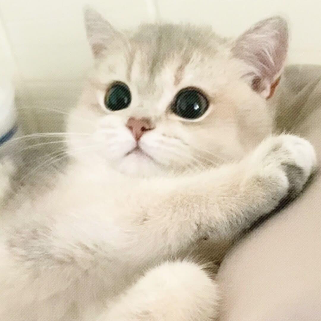 大羊