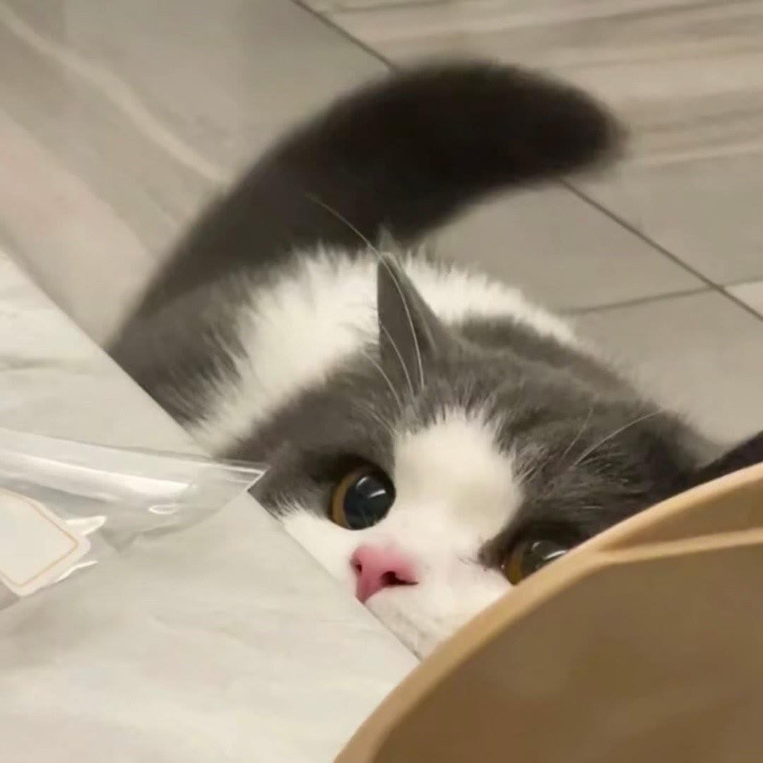 狐狸乌冬