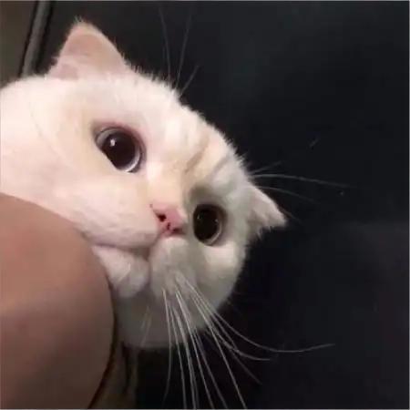 听风飞