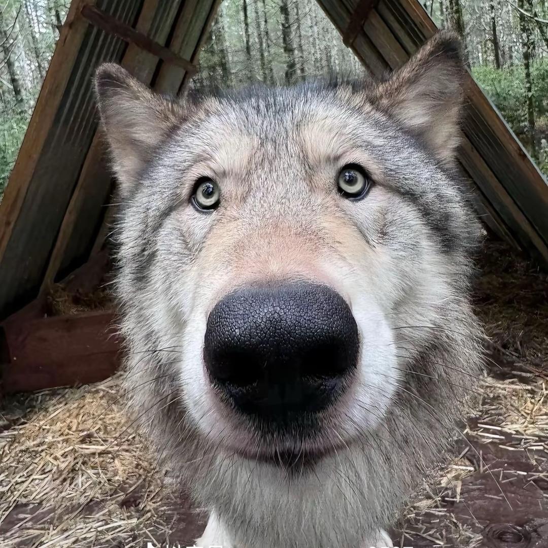 郝导（可恶的贼还我电瓶）