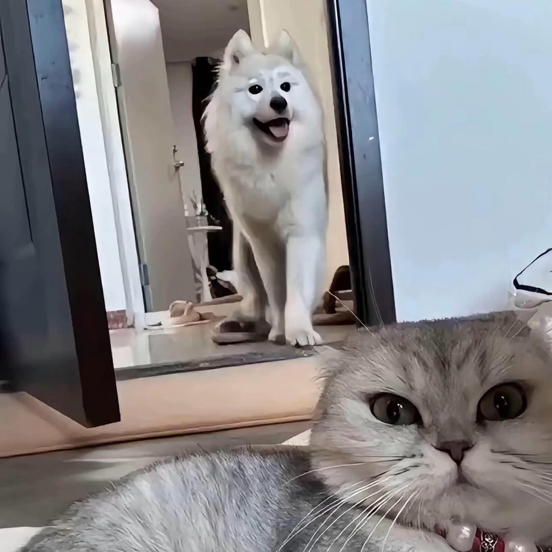 乌鸦与煤球