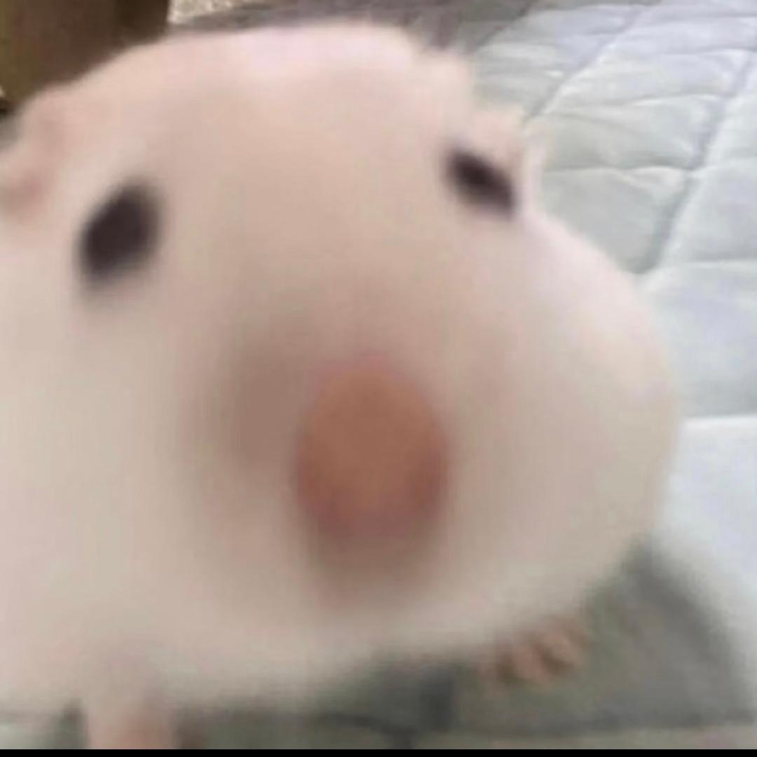 鼠鼠大王