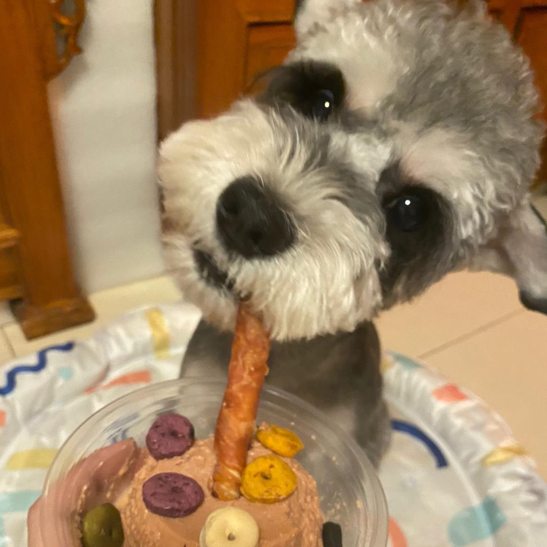 薇薇家猫猫狗狗的小卖部