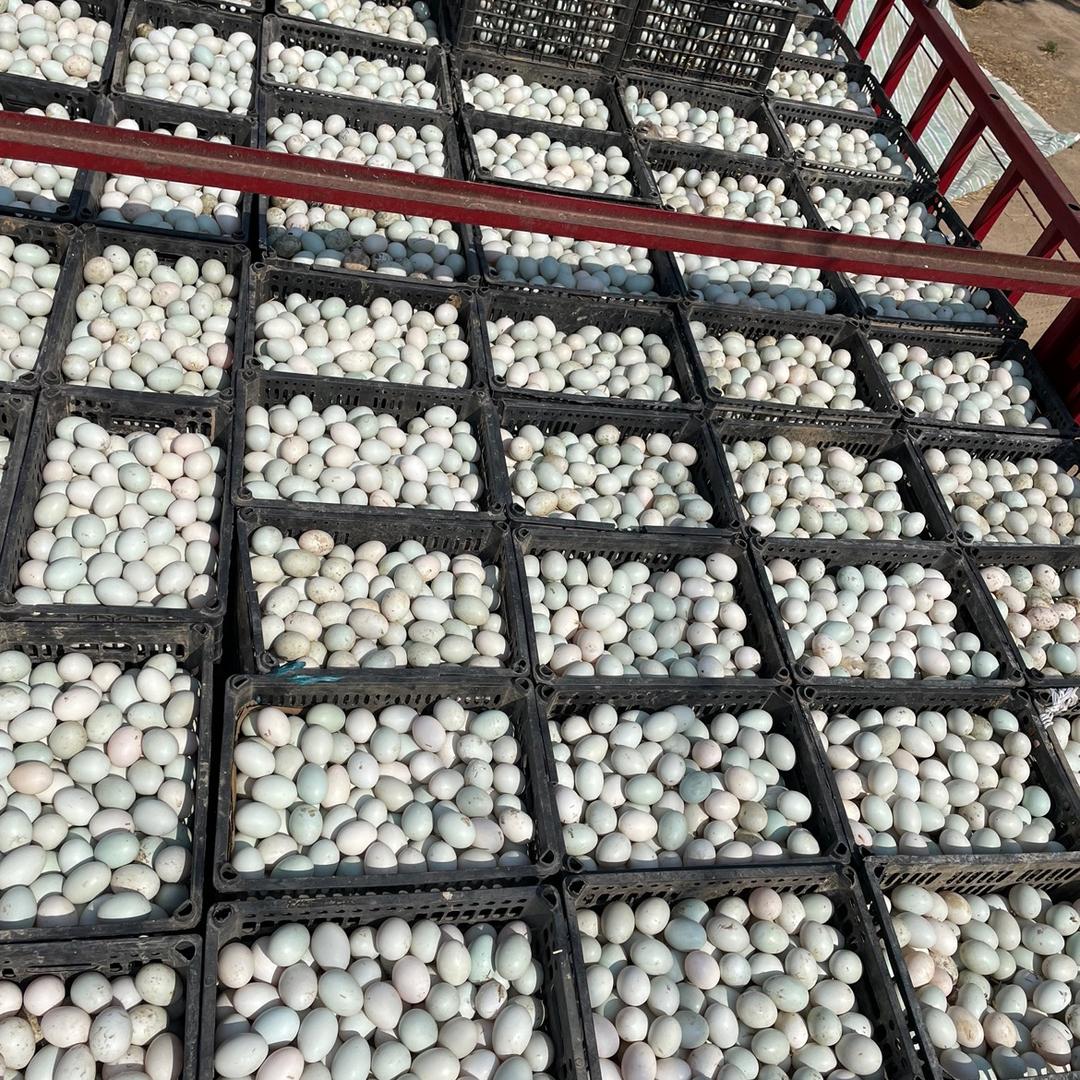 睢县蛋鸭养殖基地