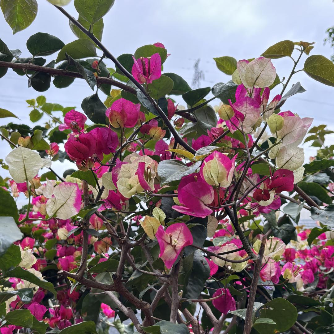 花之物语花圃