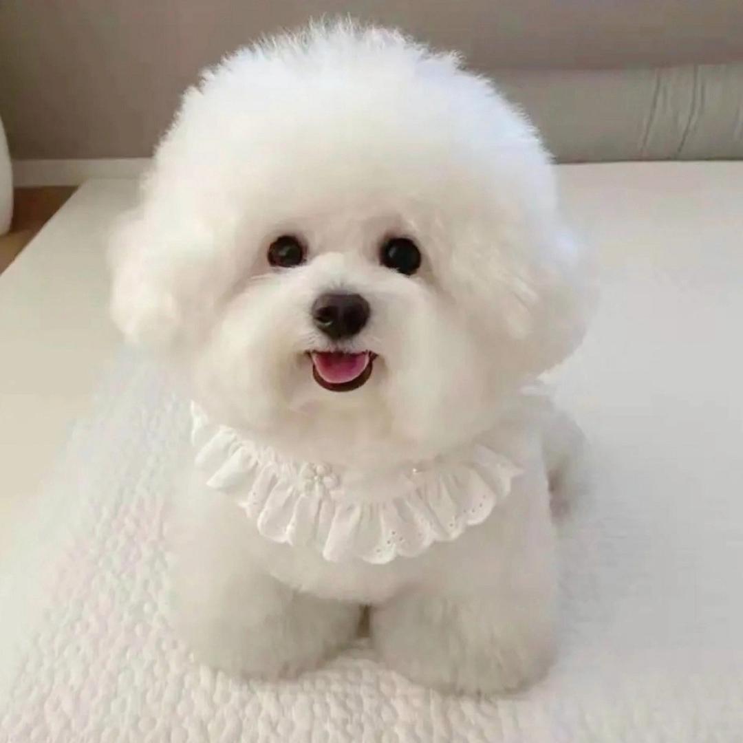 盛世宠物精选、比熊犬