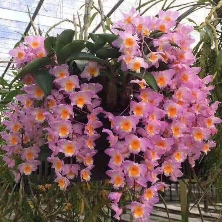 春艺花卉