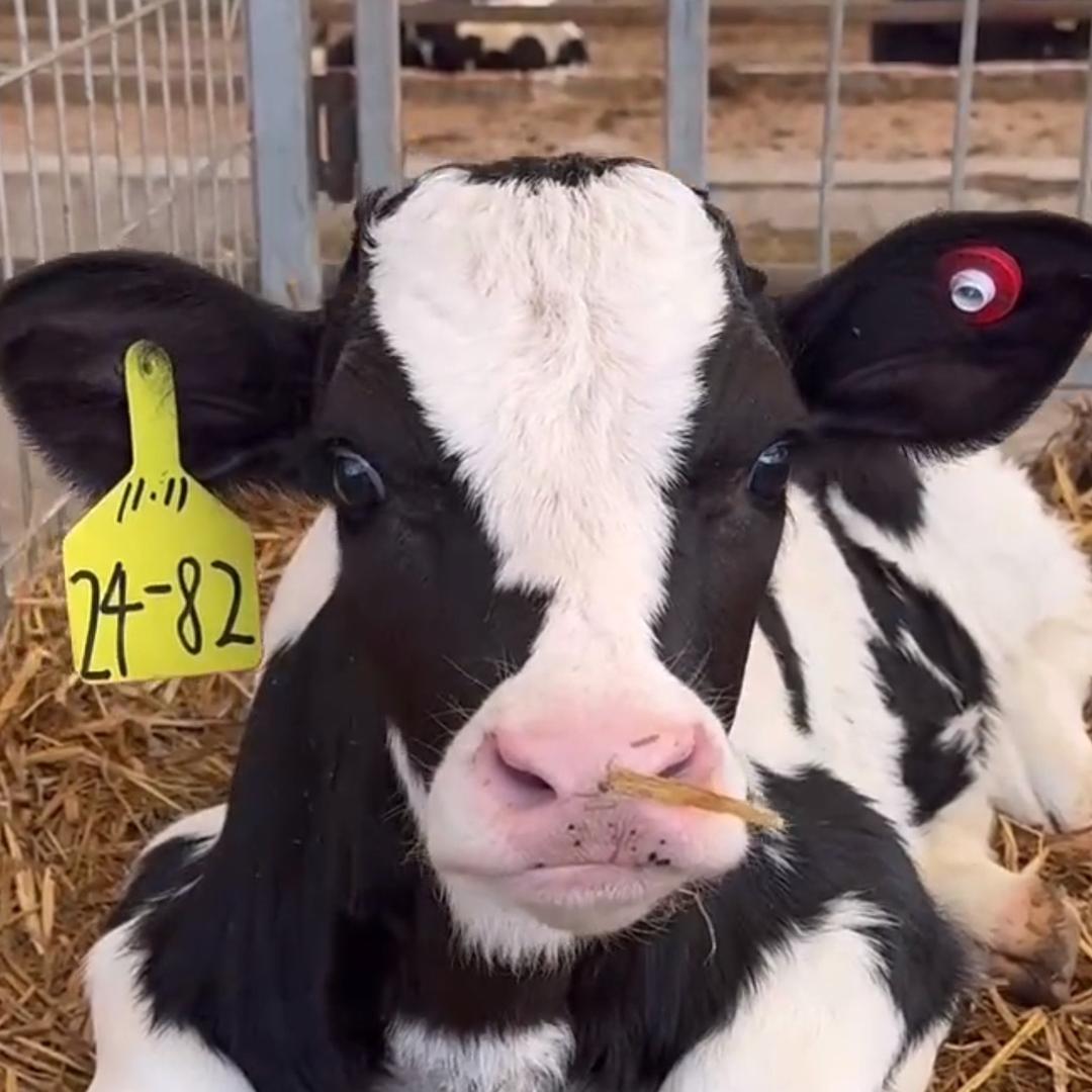 泰顺一片云☁️