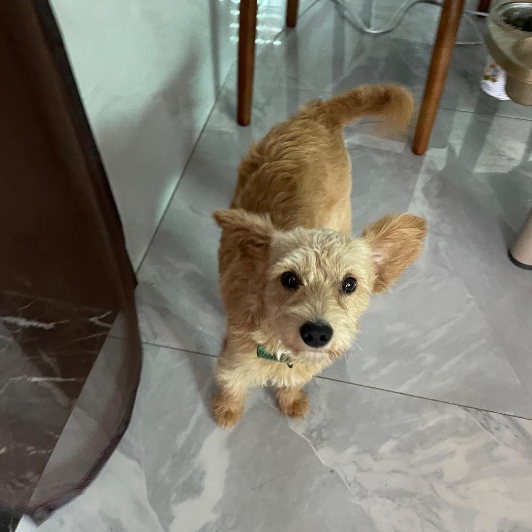 小未来