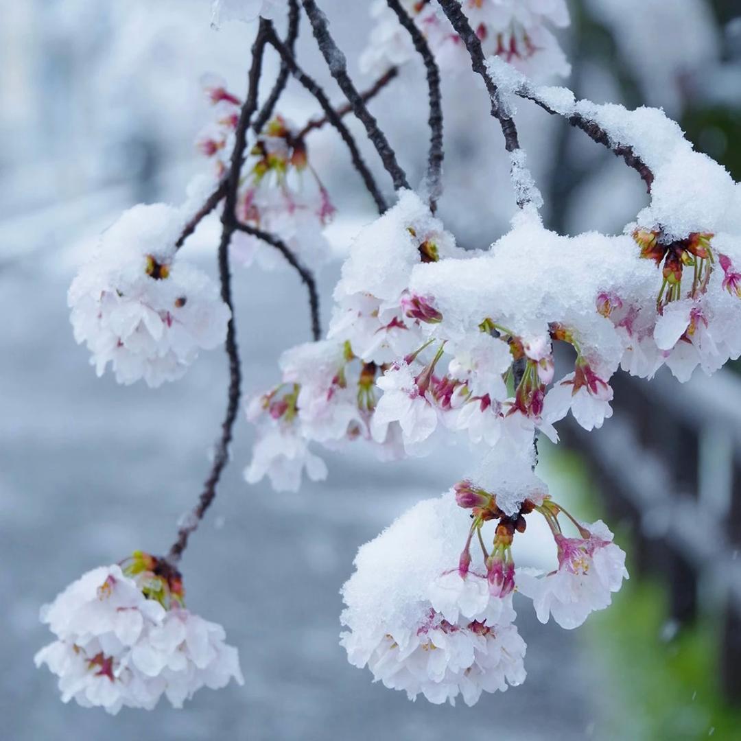 雪色迷彩
