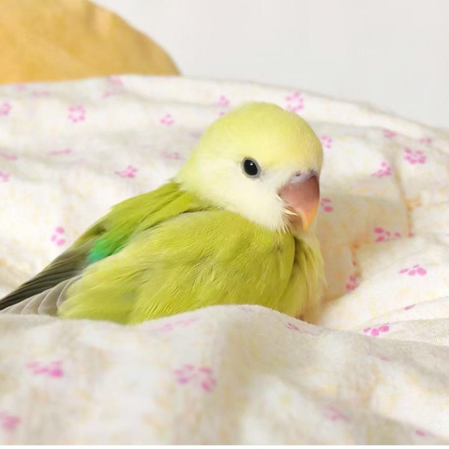 小菜家牡丹鹦鹉🦜