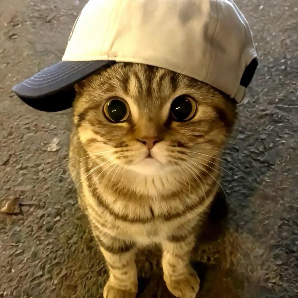 我是小猫你是谁