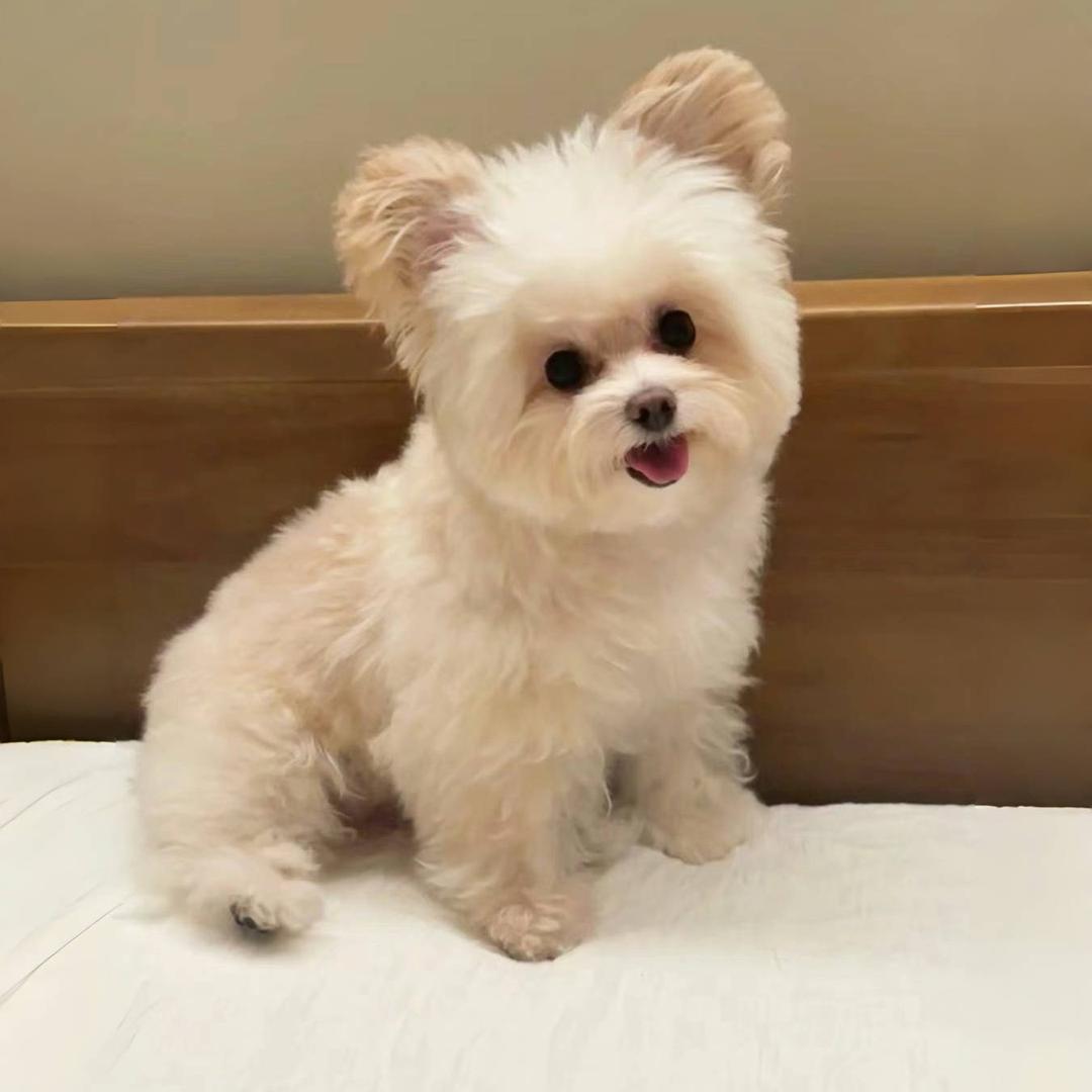 叮当小妹妹