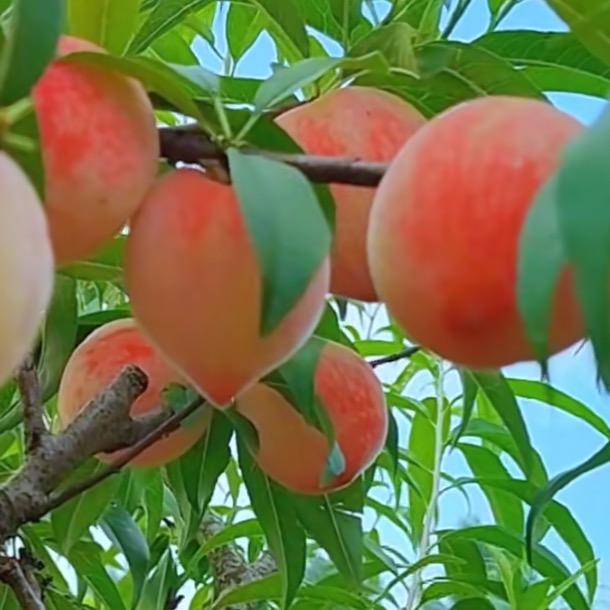 我已成年