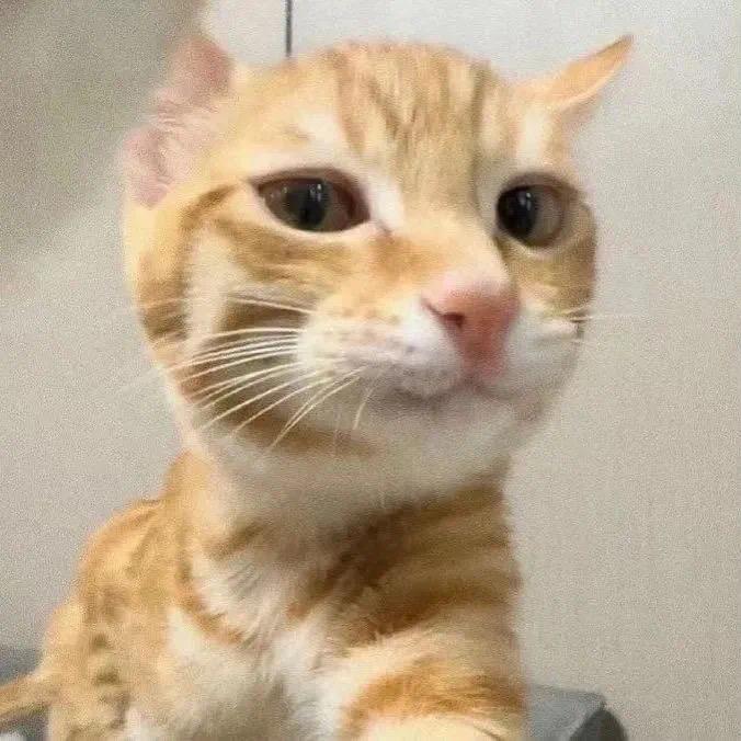 小猫碎碎念