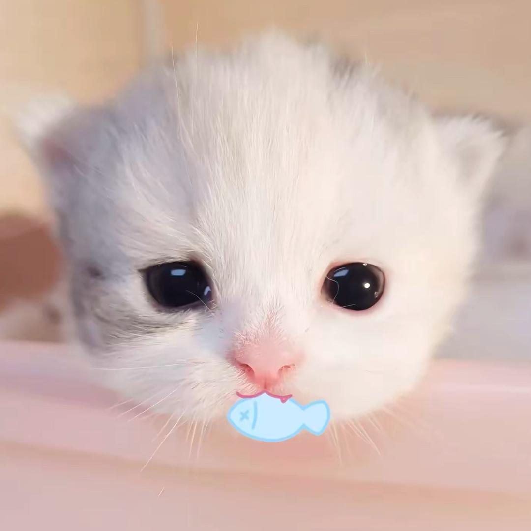 鱼fish