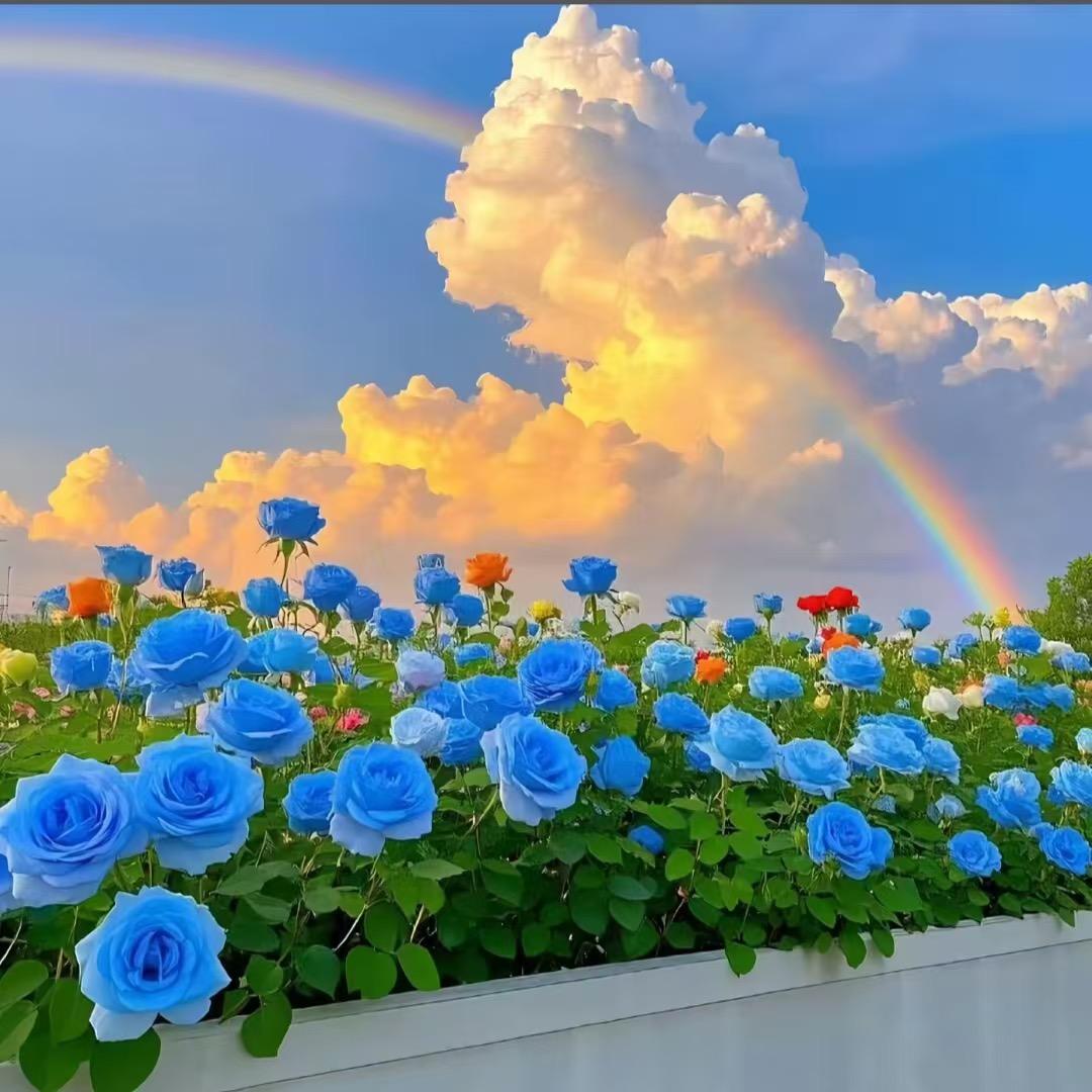 拾柒☘️💕