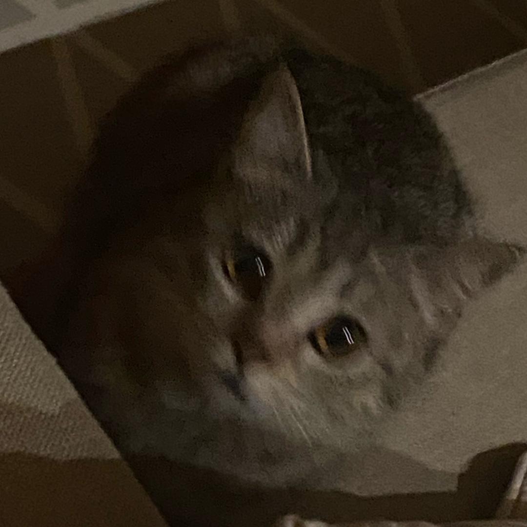Tou