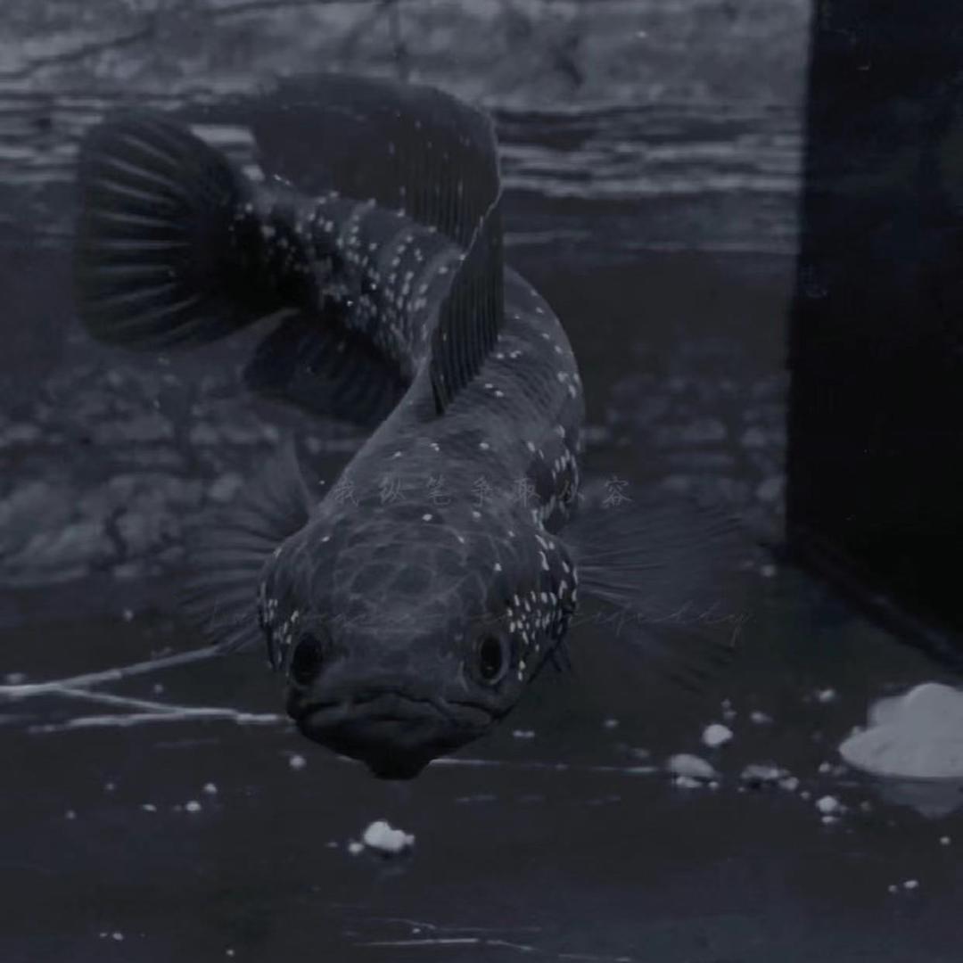 奕红水族铺（七星鱼）