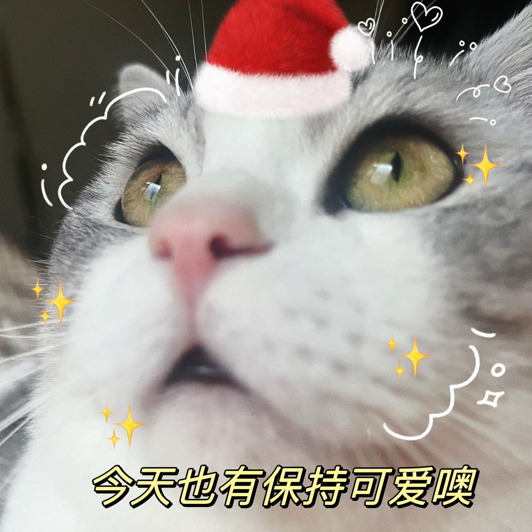 胖七是只喵(见过林俊杰版)🥪