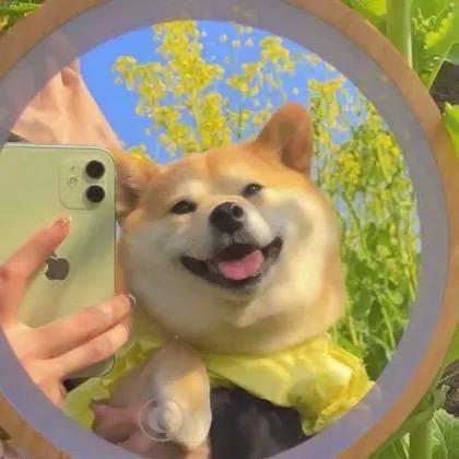 莱西卡露
