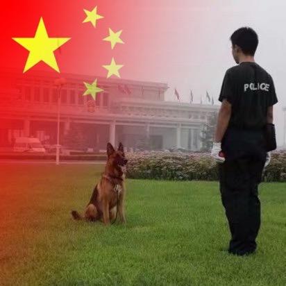 即墨德国牧羊犬繁育