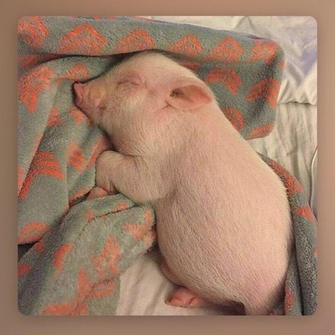 种花家的猪猪猪大铭啦啦