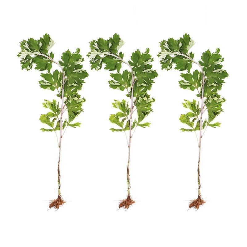 艾草来了