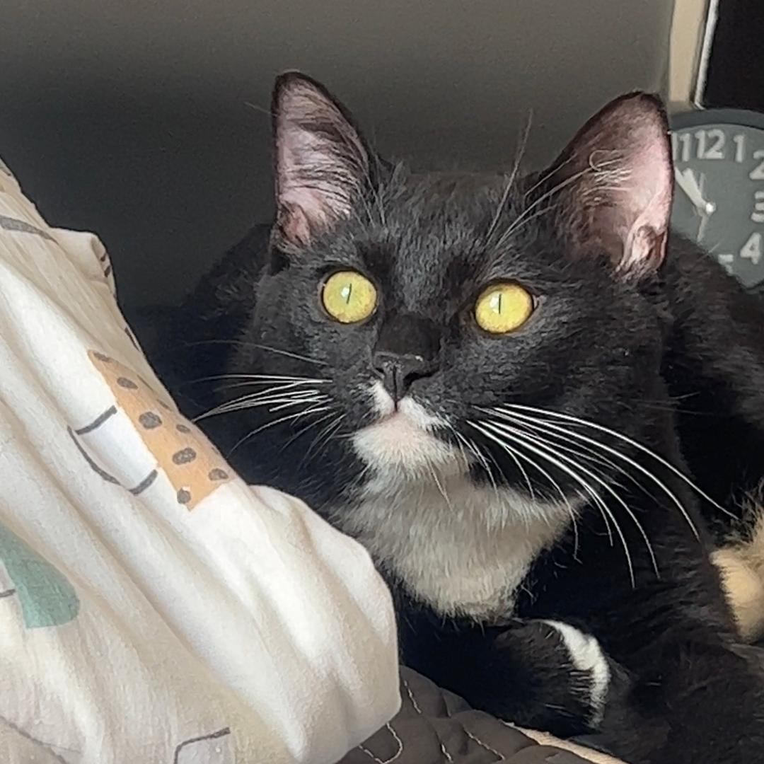 喝咖啡☕️的猫🐱